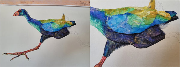 african swamphen watercolour painting process 005