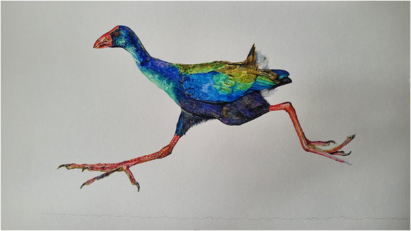 african swamphen watercolour painting process 006