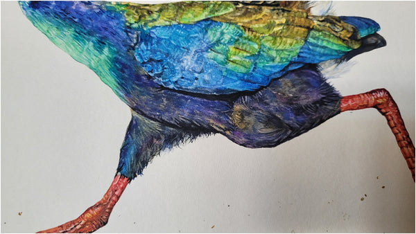african swamphen watercolour painting process 010