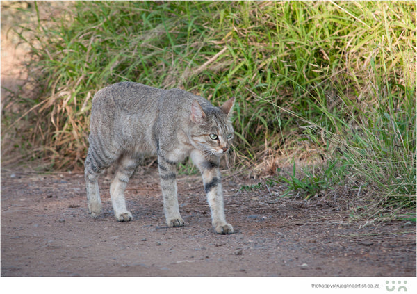 african wildcat kruger national park 002