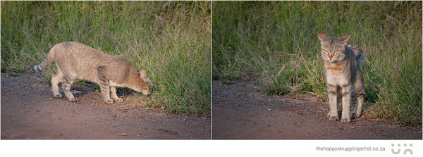 african wildcat kruger national park 003