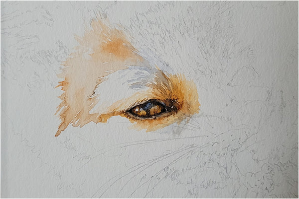 realistic cape foxes watercolour painting work in progress_001