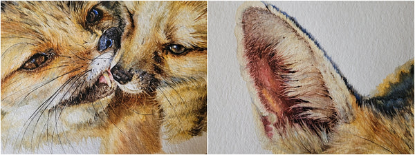realistic cape foxes watercolour painting details_001