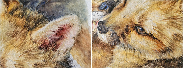 realistic cape foxes watercolour painting details_002
