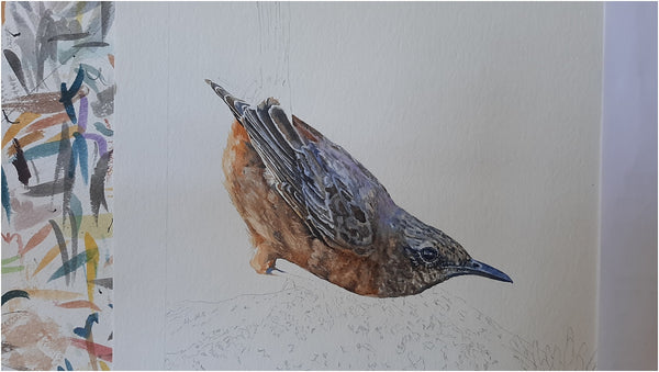 cape rock thrush photo realistic watercolour painting work in progress