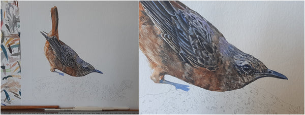 work in progress of super realistic watercolour cape rock thrush bird painting