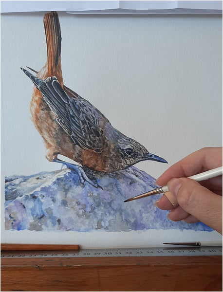 work in progress of super realistic watercolour cape rock thrush bird painting