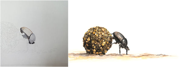 before and after of watercolour dung beetle painting