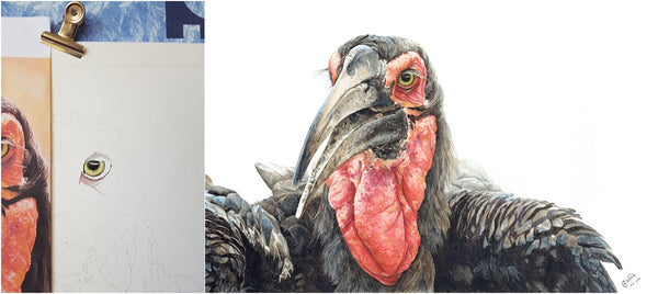 before and after of watercolour southern ground hornbill painting