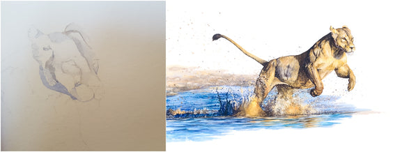 before and after of watercolour lioness running through water painting