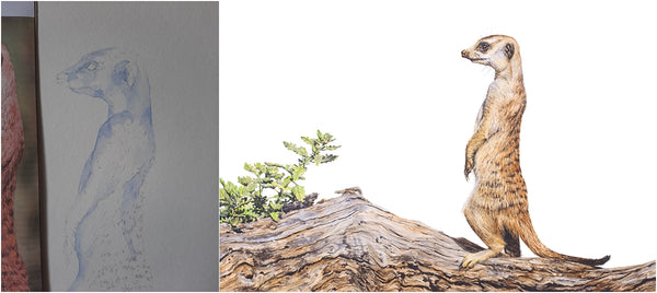 before and after of watercolour meerkat painting