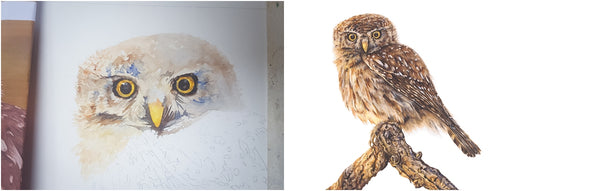 before and after of watercolour pearl-spotted owl painting