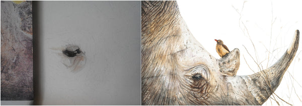before and after of watercolour rhino and oxpecker painting