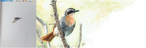 before and after of watercolour cape robin-chat painting