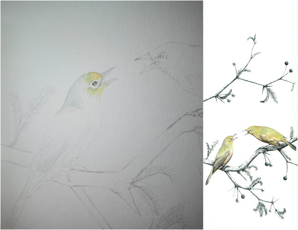 before and after of watercolour and pen orange river white-eye painting