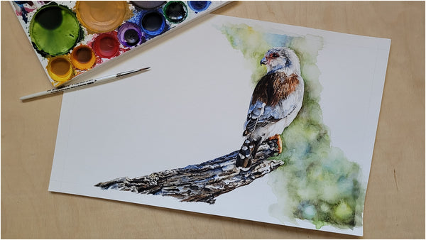 original watercolour painting of pygmy falcon