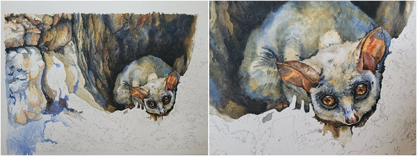watercolour painting of lesser bushbaby by the happy struggling artist_006