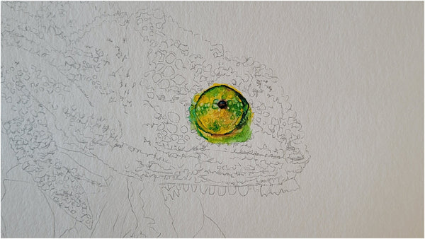 watercolour chameleon painting wip 001