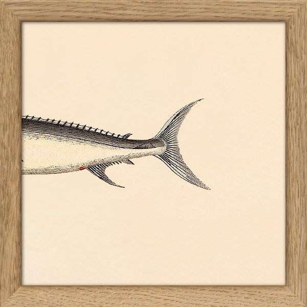 Sword Fish Rear. Mini Print