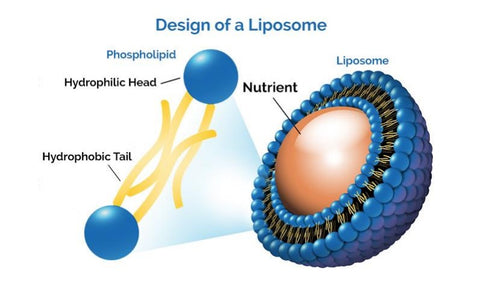 Design of Liposomal 