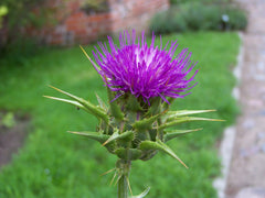 milk thistle