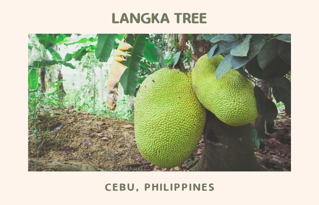 langka tree fili case