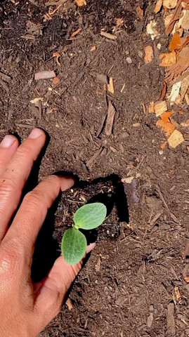 Planting Vegetables Gardening