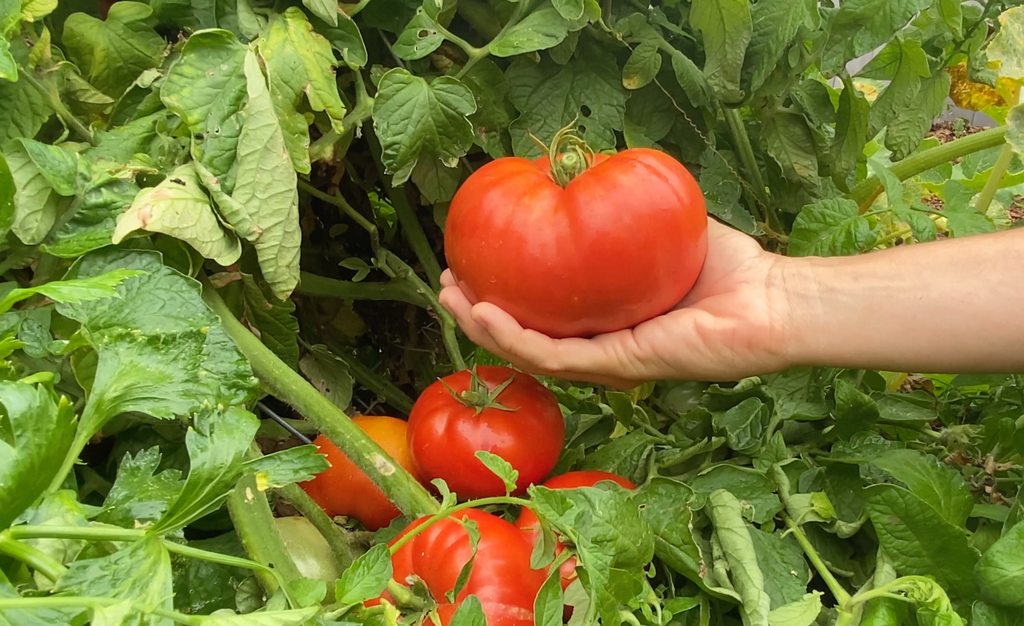 Grow Big Tomatoes Gardening