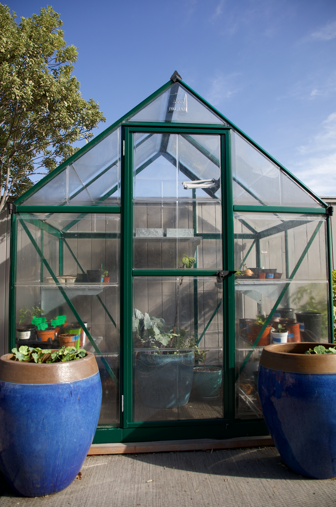 Greenhouse Seed Starting Tomatoes