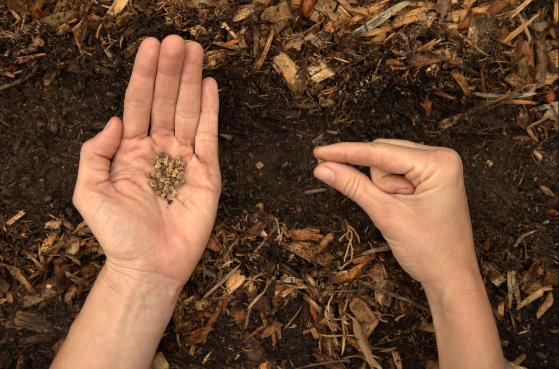 Importance of Buying Organic Seeds
