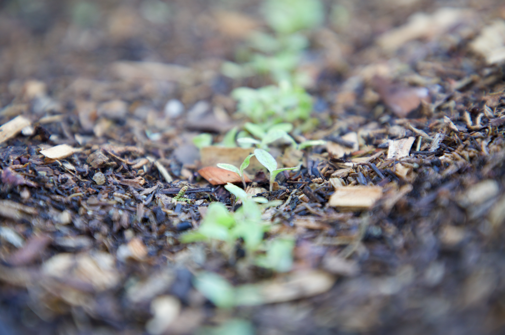 Planting Seeds Back to Eden Gardening