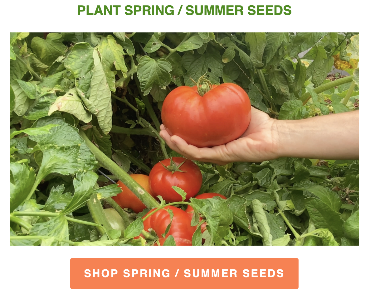Plant Spring and Summer Seeds