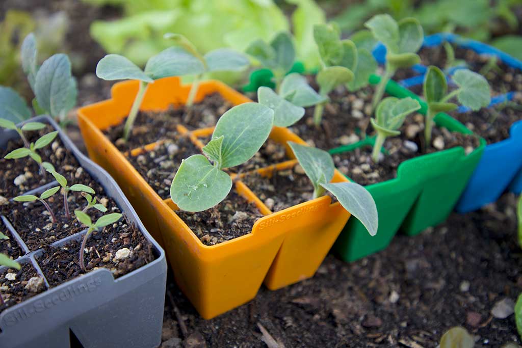 Eco Friendly Seed Starter Trays Sili Seedlings