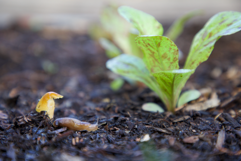 Organic Pest Control Slugs Gardening