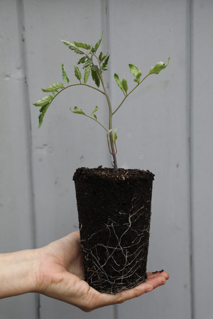 Tomato Starters Growing From Seed