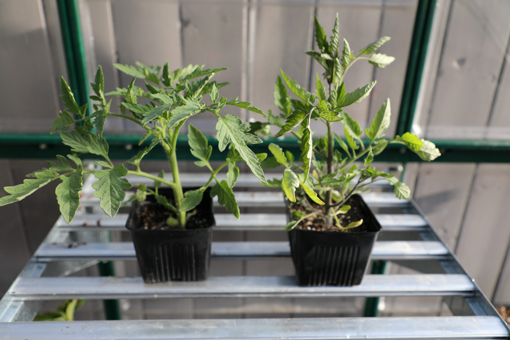 Tomato Seedlings Starting Tomato Seeds Indoors