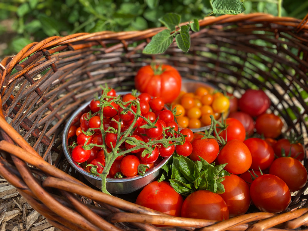 Heirloom Tomato Harvest Gardening