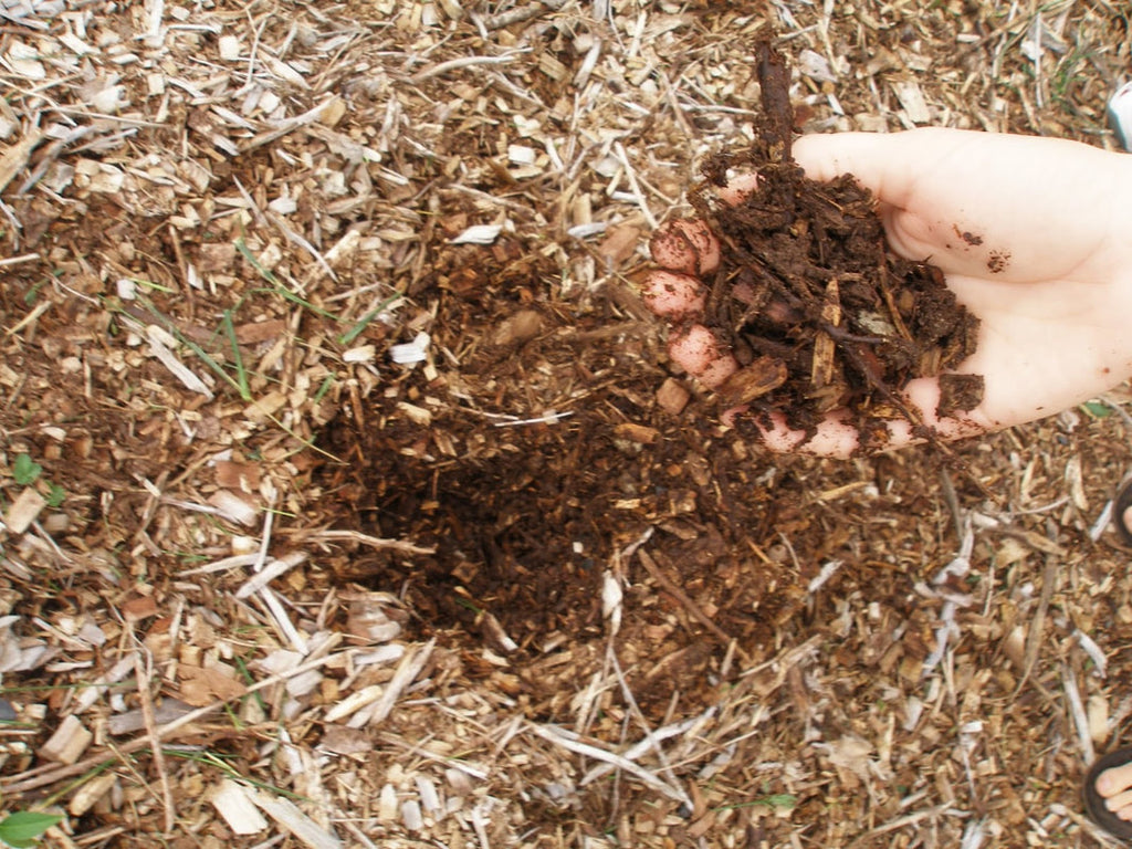 Wood Chips Termites
