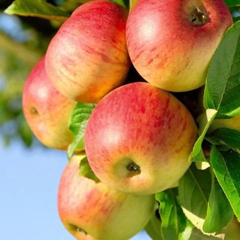 Honey Crisp Apple Tree