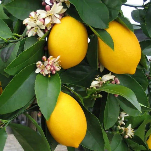 Improved Meyer Lemon Fruit Tree