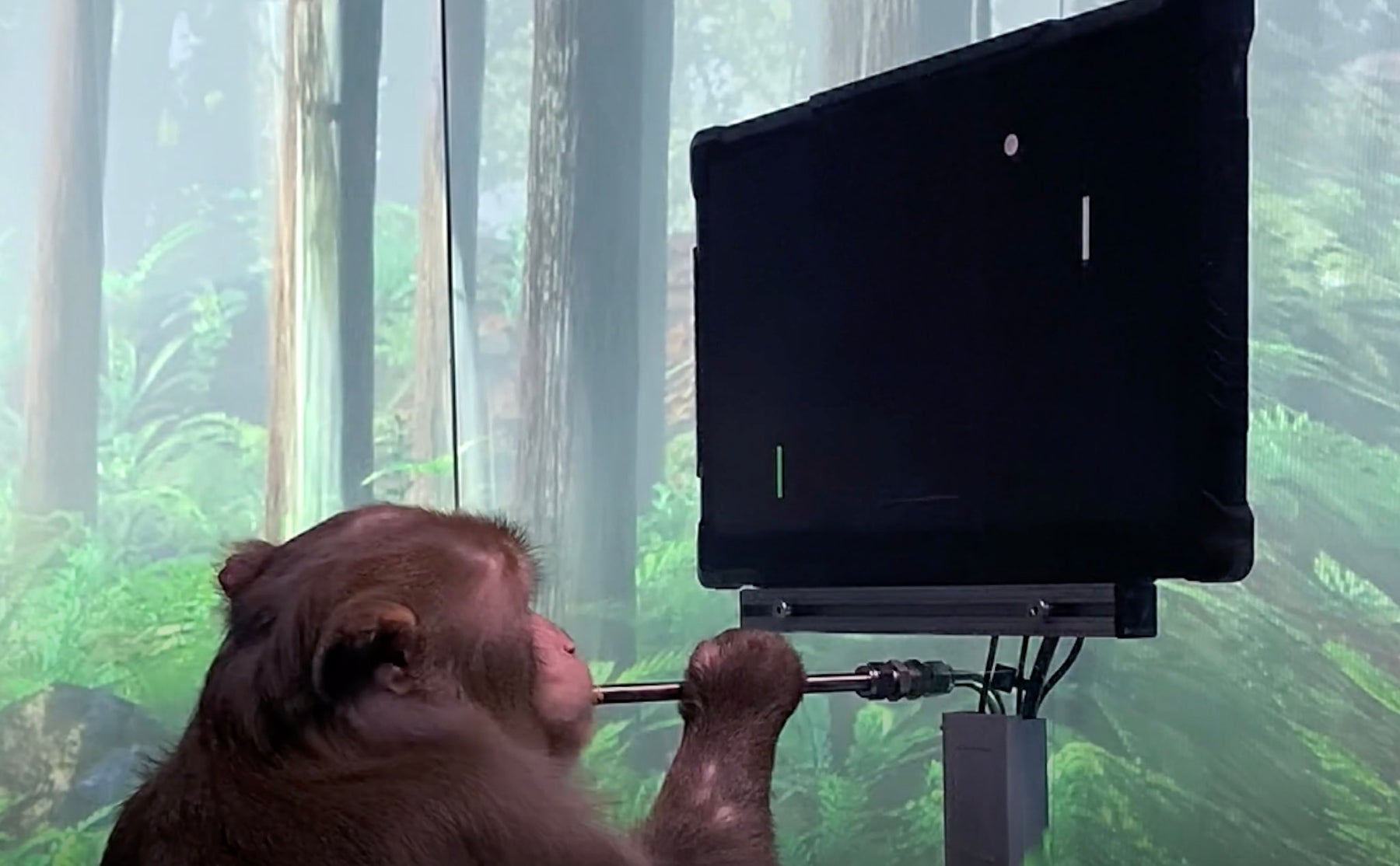 Neuralink Gives First Look At Monkey Playing Pong With Its Mind [VIDEO