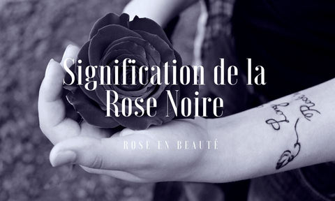 Signification de la rose noire et symbole | Rose en Beauté