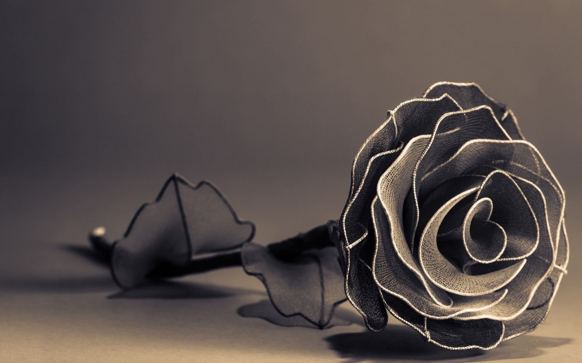 Signification de la rose noire et symbole | Rose en Beauté