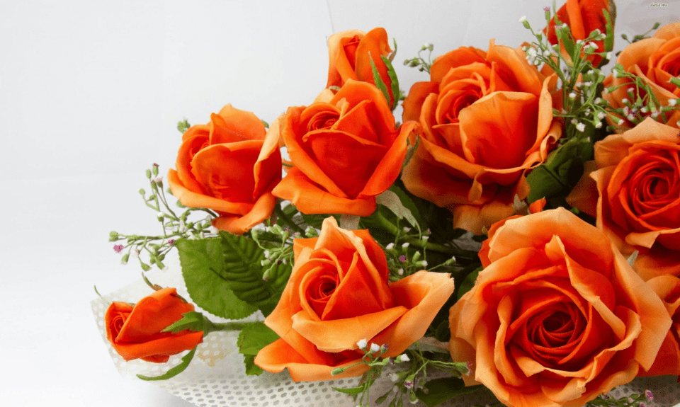 Signification de la Rose Orange et Symbole | Rose en Beauté