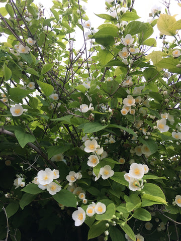 sweet, adorable white and yellow blossoms living their best life in a Salt Lake City backyard.