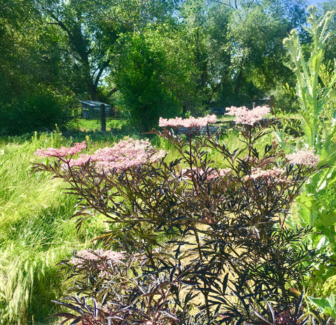 elderberry bush and thistle at Green Urban Lunchbox Salt Lake City