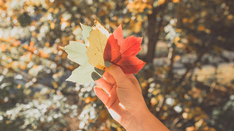 woman holding fall leaves