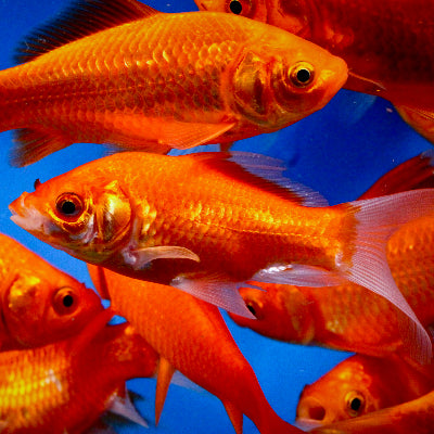 Feeder - Goldfish – Carolina Aquatics