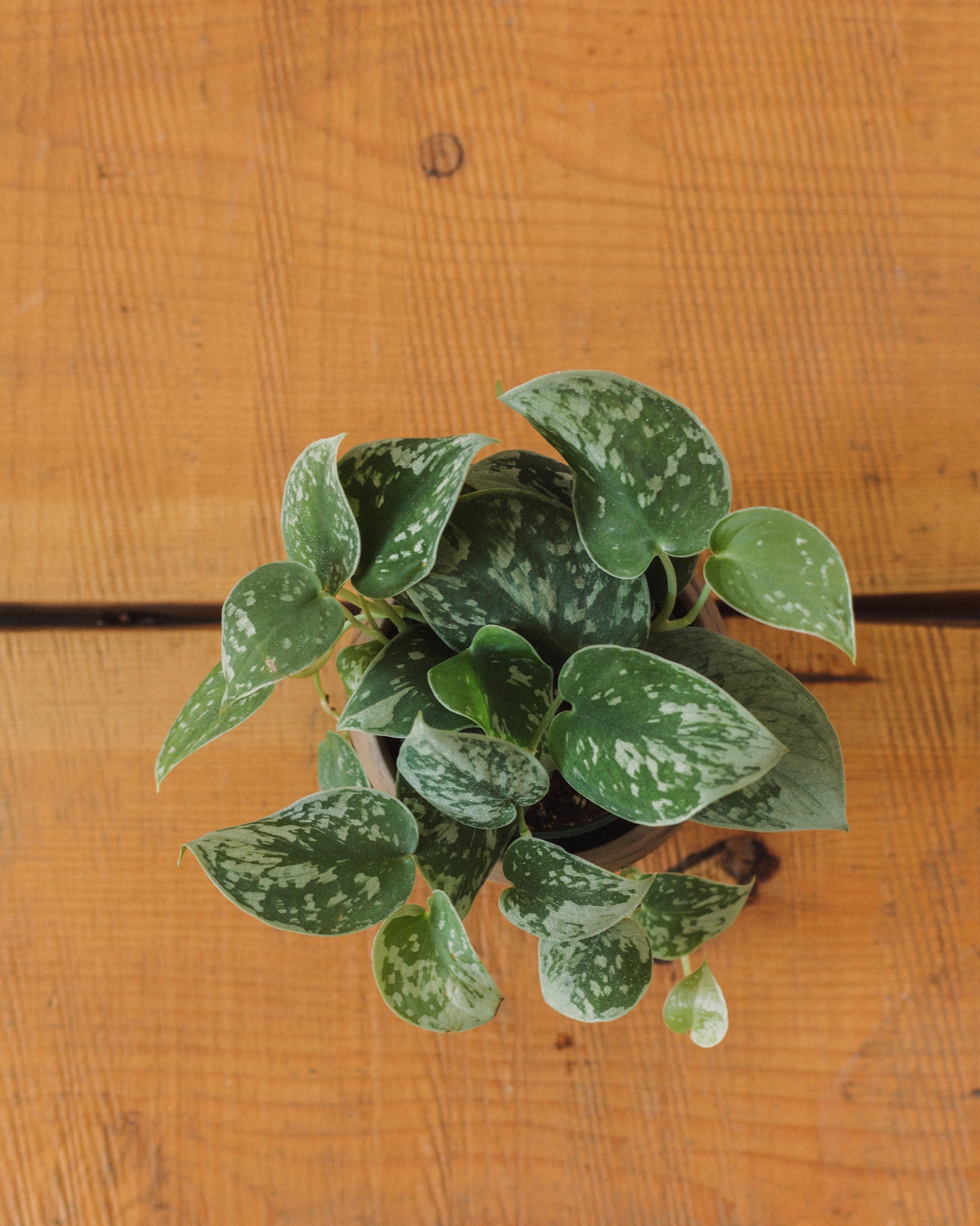 Scindapsus Pictus Silver Splash Pothos Glasswing