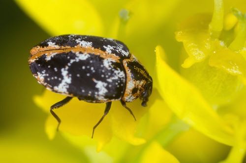 How To Get Rid Of Carpet Beetles